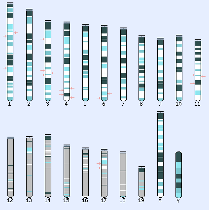Karyotype selector