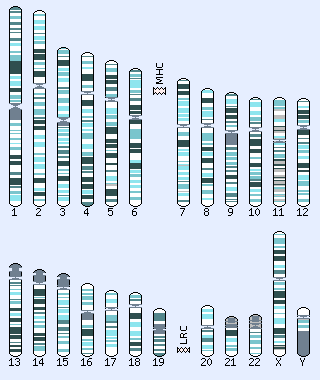 Karyotype selector