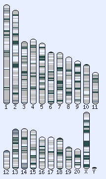 Karyotype selector
